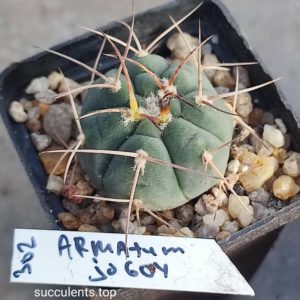 gymnocalycium armatum JO604