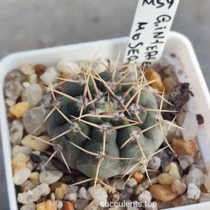 gymnocalycium intertextum moserianum