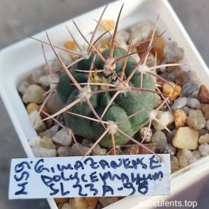 gymnocalycium mazanense v polycephalum SL 23A-98.