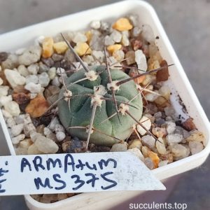 gymnocalycium Armatum MS375
