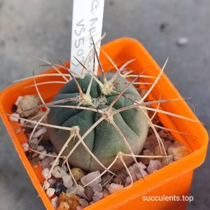 gymnocalycium Armatum VS503