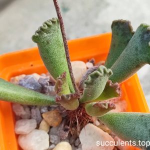adromischus hybrid