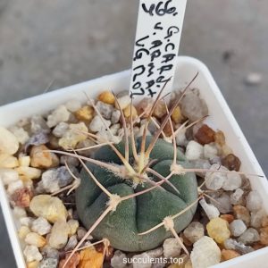 gymnocalycium Armatum VG1202