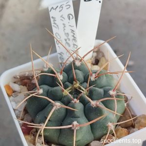 gymnocalycium moserianum intertextum