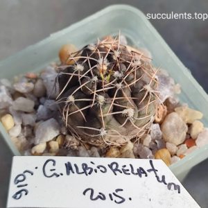 gymnocalycium albiorelatum
