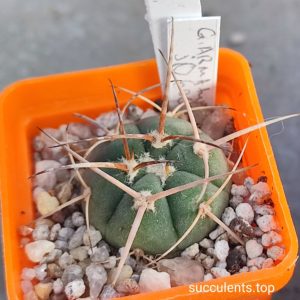 gymnocalycium Armatum JO600