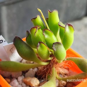 adromischus cooperi Kleinpoort