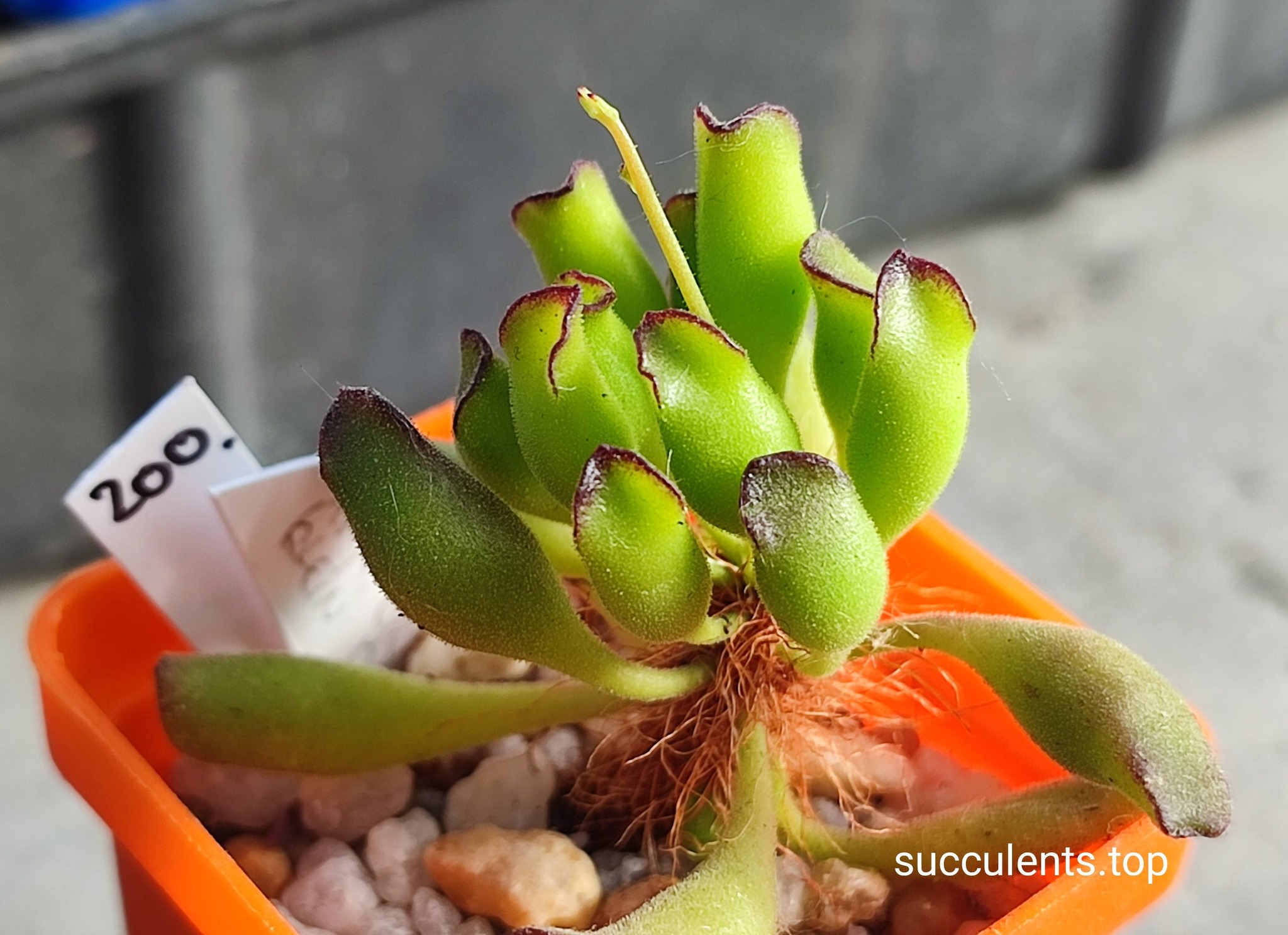 adromischus cooperi Kleinpoort