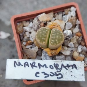 lithops marmorata C305