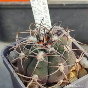 Gymnocalycium mazanense v. ferox JL16