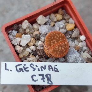 lithops gesinae C78