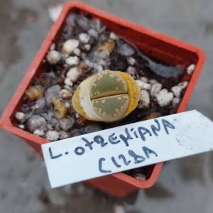 lithops otzeniana C128A