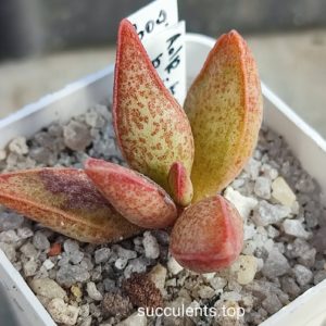 adromischus marianiae richvesveld
