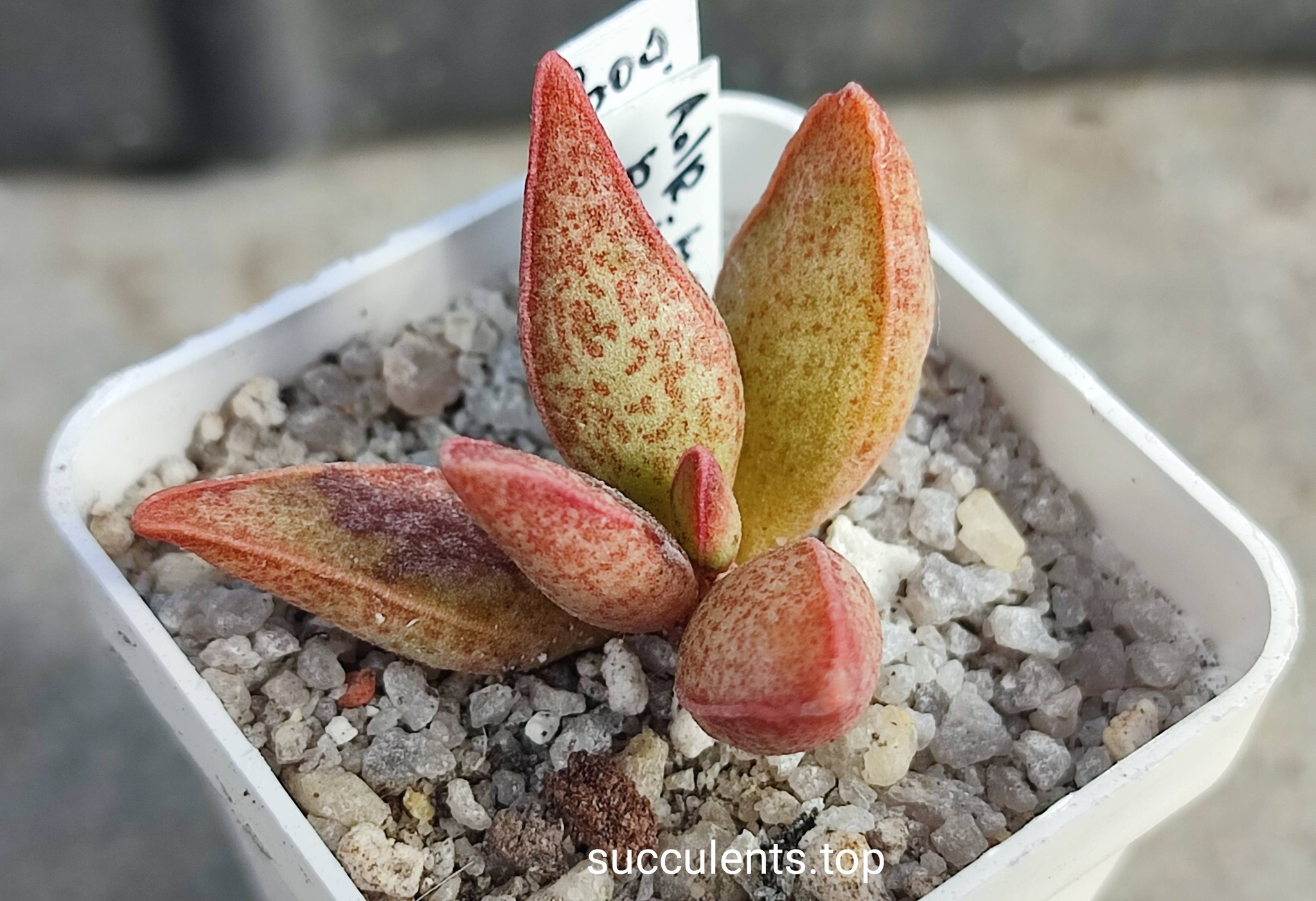 adromischus marianiae richvesveld