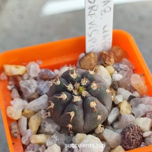 gymnocalycium spegazzinii v unguispinum brevispinum