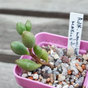 adromischus mammilaris marlodthii