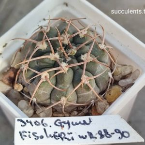 gymnocalycium fischeri WR88-90