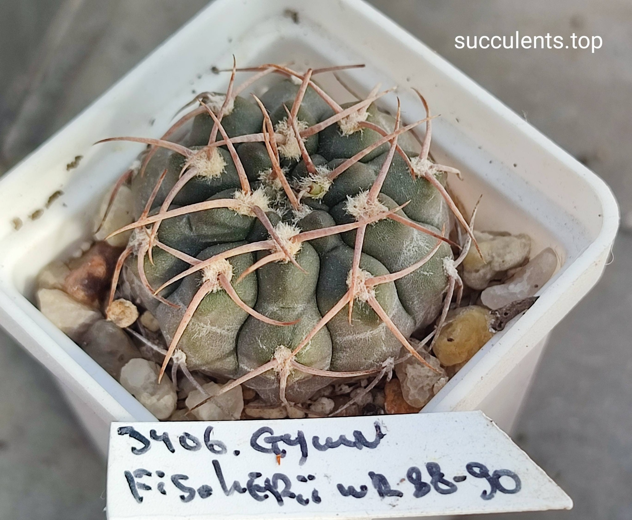 gymnocalycium fischeri WR88-90