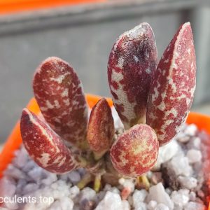 adromischus marianiae Dark Side