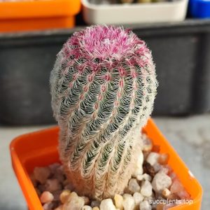 echinocereus rigidissimus rubispinus