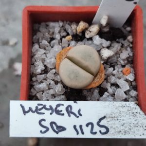 lithops meyeri SB1125