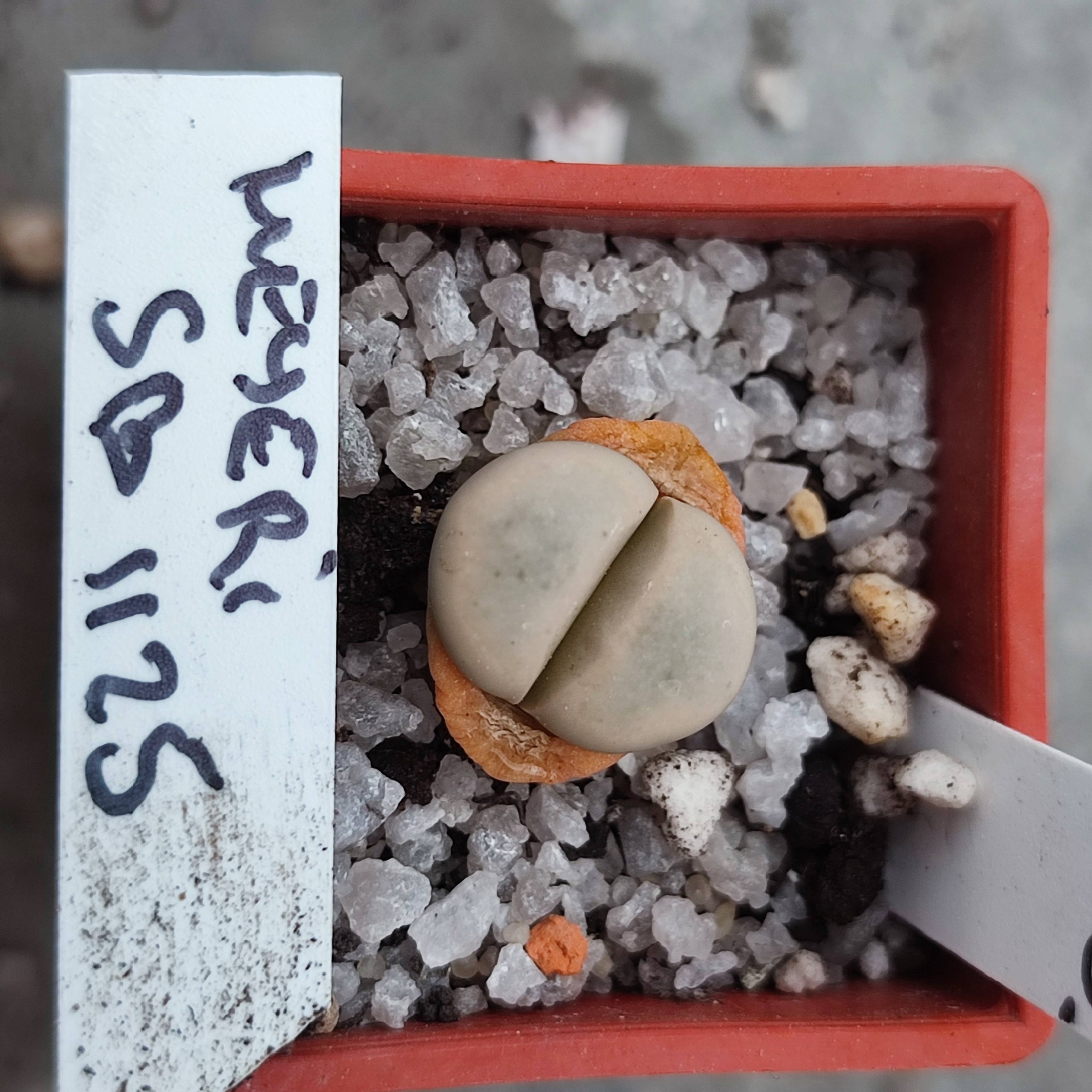 lithops meyeri SB1125