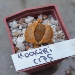 lithops hoockeri C175
