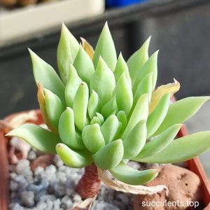 sedeveria fanfare