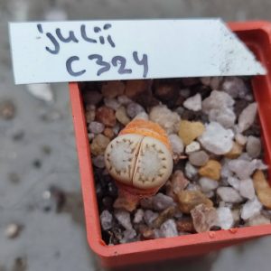 lithops julii C324