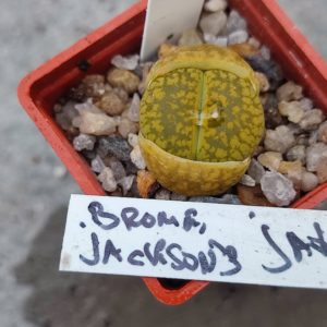 lithops aucampiae Jackson's jade