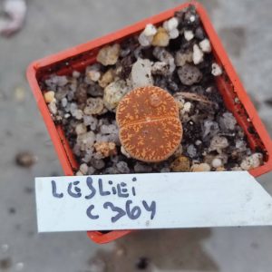loithops lesliei C364