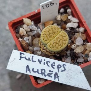 lithops fulviceps aurea