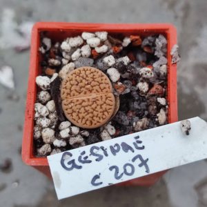 lithops gesinae C207