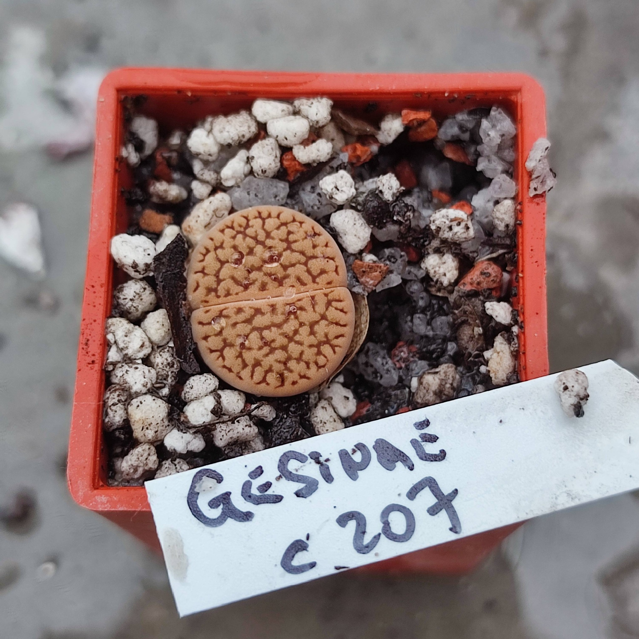 lithops gesinae C207