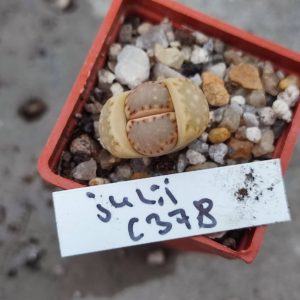 lithops julii C378