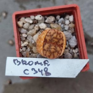 lithops bromfildii C348