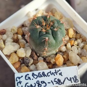 gymnocalycium Berchtii GN89-158/418