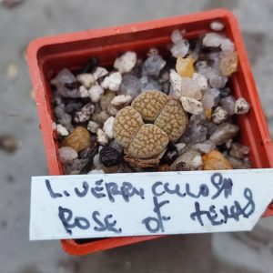 lithops verruculosa Rose of Texas