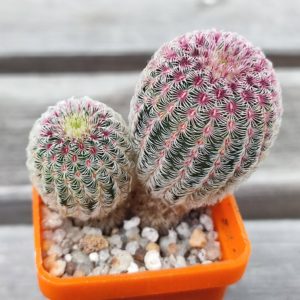 Echinocereus rigidissimus rubrispinus