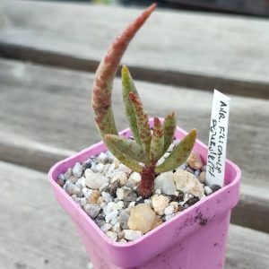 adromischus mammillaris Deurdrift