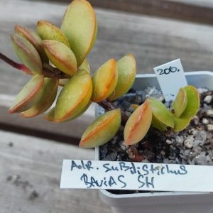 Adromischus subdistichus (Bavias)