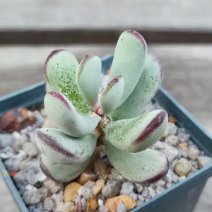Cotyledon oophylla