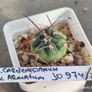 gymnocalycium cardenesianum v. armatum JO974\2