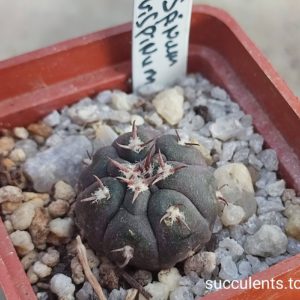 gymnocalycium spegazzinii v unguispinum brevispinum