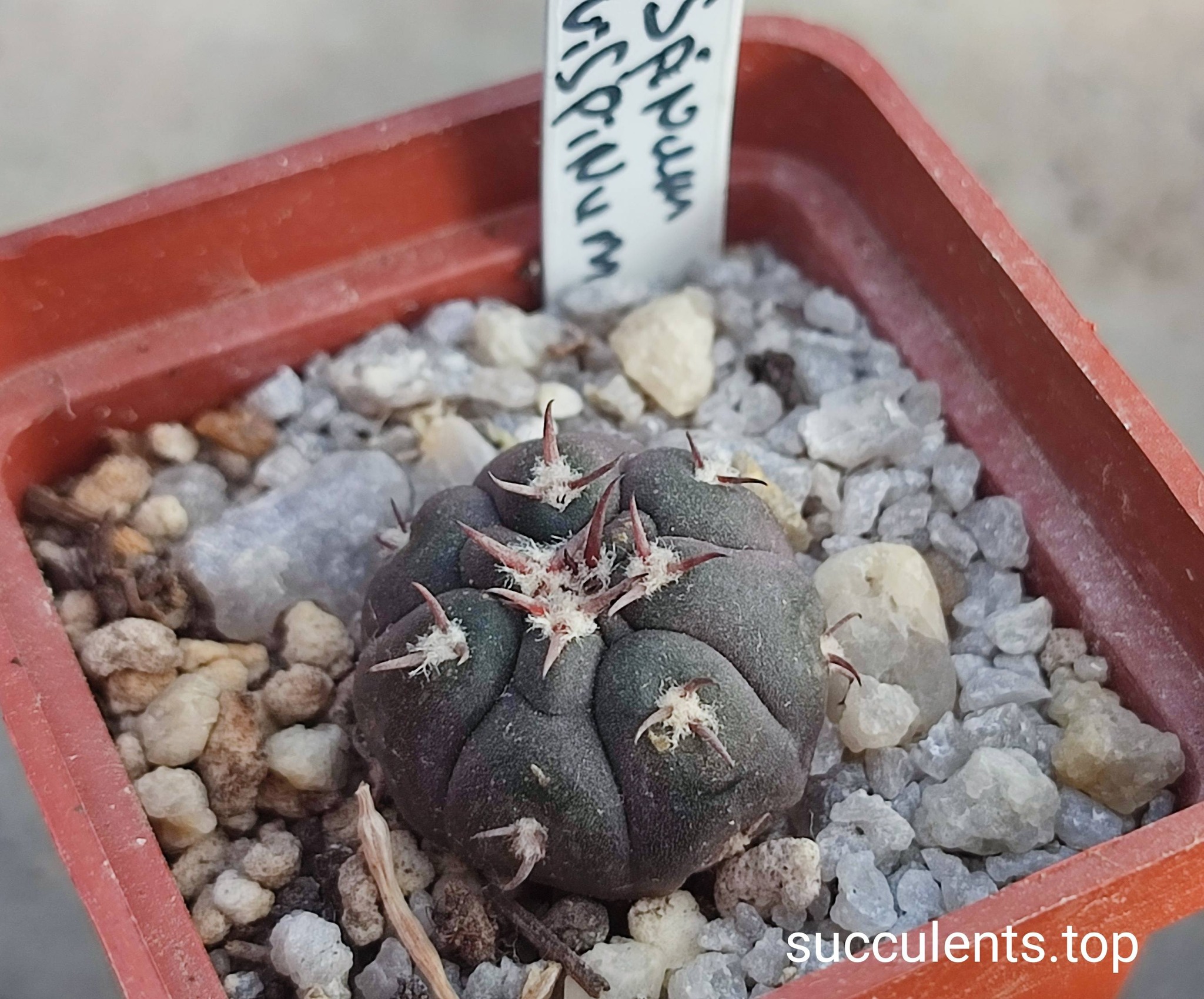 gymnocalycium spegazzinii v unguispinum brevispinum