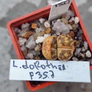 lithops Dorothea F357