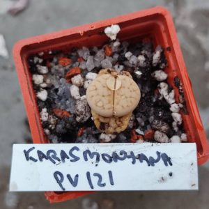 lithops karasmontana PV121