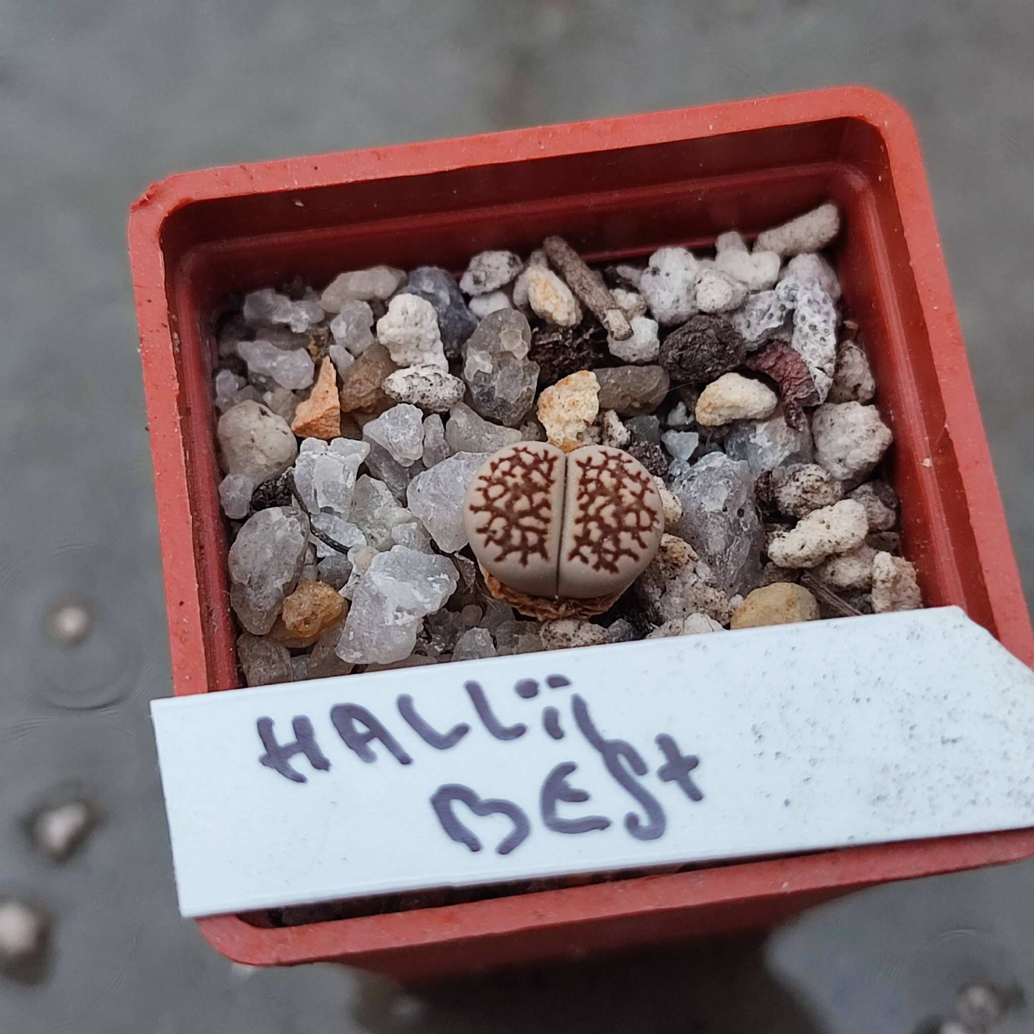 lithops hallii best