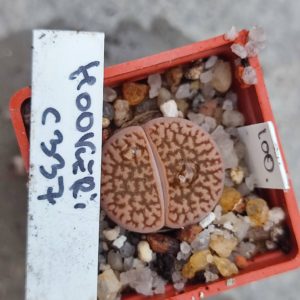 lithops hoockeri C337