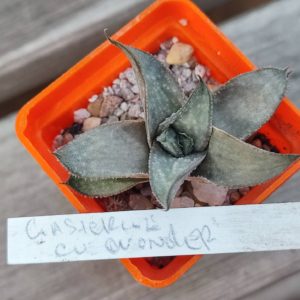 gasteroloe Wonder